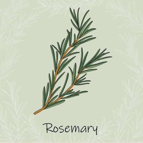 Doodle freehand sketch drawing of rosemary. Rosemary Drawing Simple, Rosemary Sprig Drawing, Rosemary Plant Drawing, Herb Drawings Simple, Rosemary Doodle, Rosemary Sketch, Rosemary Painting, Herb Sketches, Rosemary Drawing