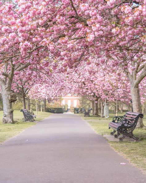 Greenwich Park with Cherry blossom in full bloom in London Bored Of Life, Secret Places In London, Fleur Aesthetic, Greenwich Park, London Baby, Cherry Blossom Season, London Spring, Magnolia Trees, London Places