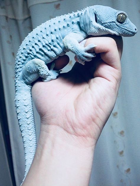 What a pretty blue lizard! Lizard Aesthetic, Geko Lizard Aesthetic, Aesthetic Lizard, Taz Tattoo, Blue Eyes Aesthetic, Lizard That Looks Like A Dragon, Green Lizard Aesthetic, Egg Pictures, Blue Tongued Skink Lizard