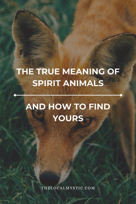 I think this is a wonderful way to get to know ourselves and to connect with spirit animal energies, and I also think there is a lot more we can tap into and learn from spirit animals as well. spirit animal meaning, spirit animal list, spirit animal quiz, spirit animal quotes Spirit Animal List, Spirit Animal Quotes, What's My Spirit Animal, Find My Spirit Animal, Animal Totem Spirit Guides, Spirit Animal Quiz, Animal List, Find Your Spirit Animal, Spirit Animal Meaning