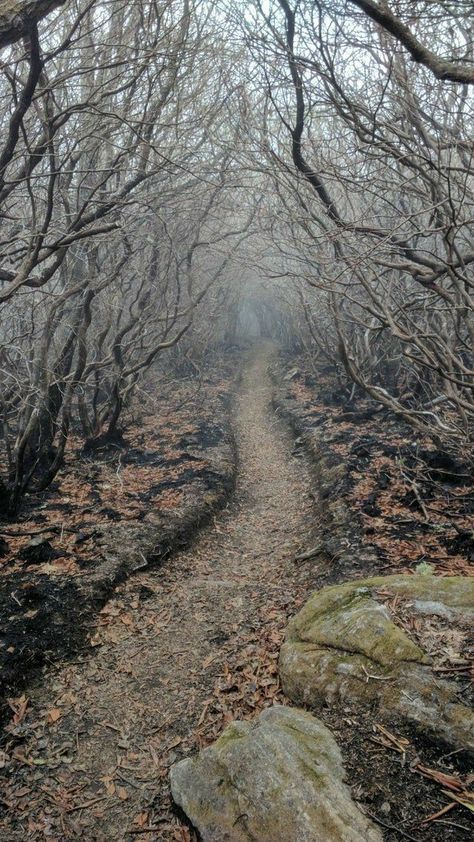 Mirkwood Aesthetic, The Hobbit Aesthetic, Middle Earth Aesthetic, Hobbit Aesthetic, Lotr Aesthetic, Earth Aesthetic, Eerie Places, John Howe, Thranduil