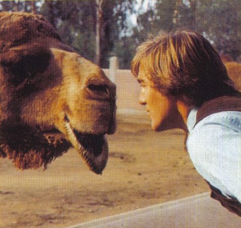 The Beach Boys - Pet Sounds - 1966 Album Cover Location - San Diego Zoo - PopSpots Pet Sounds Beach Boys, Dennis Wilson, Boy Photo Shoot, Pet Sounds, Surfer Boy, Wall Of Sound, Children Park, Laurel Canyon, Beach Boys