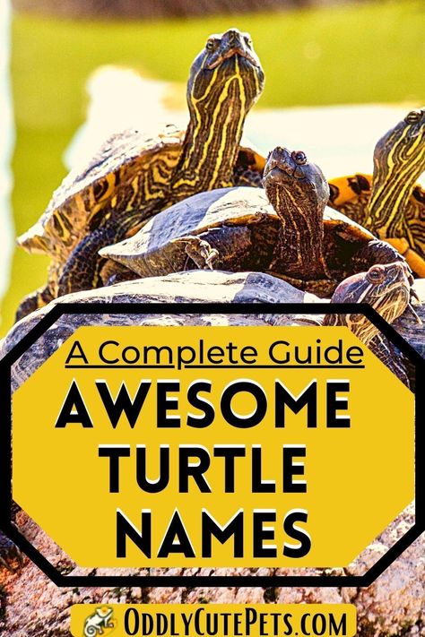 Turtle name ideas! A list of names for pet turtles you can go through to brainstorm a name for your pet. Turtle Names Ideas, Tortoise Name Ideas, Unique Names For Pets, Tortoise Symbolism, Difference Between Turtle And Tortoise, Turtle Names, Donatello Ninja Turtle, Turtle Homes, Tortoise Habitat