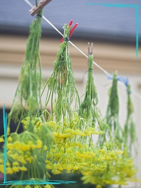 How To Harvest Dill Seeds, How To Dry Dill Herbs, Dill Flower Uses, Preserving Dill Herb, Preserving Garden Harvest, How To Preserve Dill From The Garden, How To Harvest Dill, How To Preserve Dill, How To Dry Dill