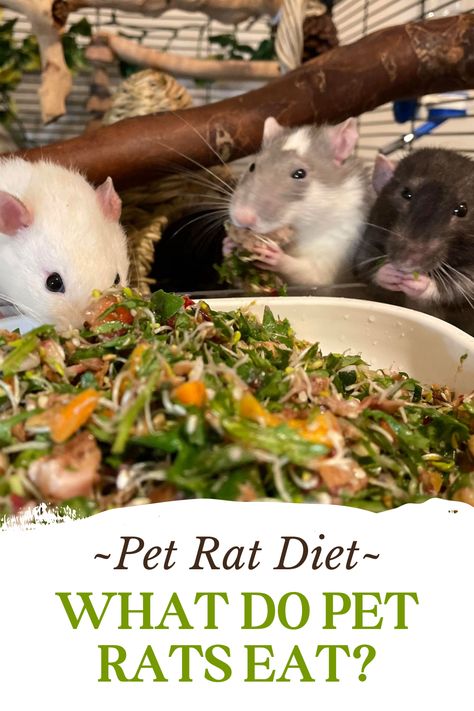 Diy Rat Food Recipes, Rats Toys Diy, Rat Habitat Ideas, Homemade Rat Food Recipes, Rat Food Recipe, Rat Room Ideas, Rat Care Tips, Pet Rat Cages Ideas, Rat Snacks