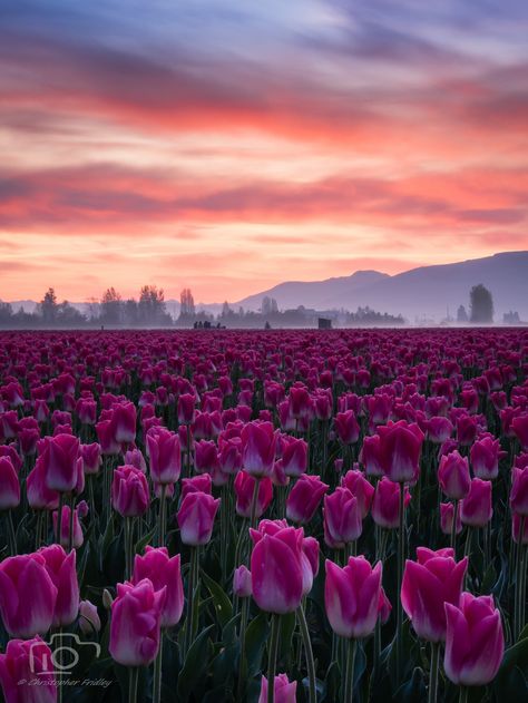 Tulip Photo, Skagit Valley Tulip Festival, Skagit Valley, Tulip Festival, Garden Help, Tulip Fields, Shot Photo, The Four Seasons, Pretty Plants