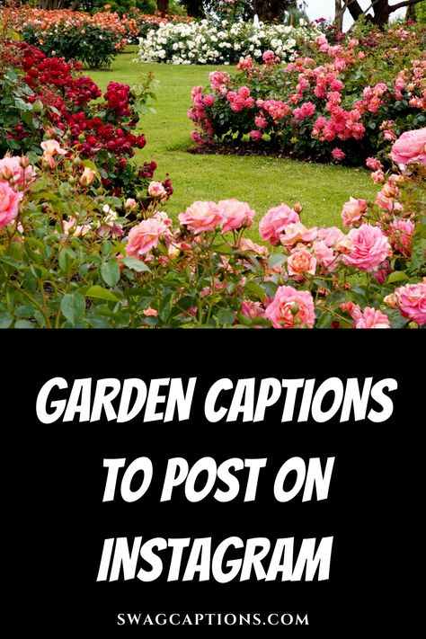 Sprout some creativity in your Instagram captions! Dive into our collection of Garden Captions To Post On Instagram and watch your posts bloom with personality. Capture the essence of your botanical haven with every word. Flower Garden Captions For Instagram, Caption For Garden Pictures, Botanical Garden Captions, Garden Instagram Captions, Garden Captions, Garden Captions For Instagram, Instagram Post Captions, Garden Hacks Diy, Wedding Captions