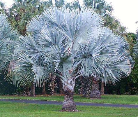 Top 20 Palm Trees That Can Survive Freezing Weather Bismarckia Nobilis, Socal Garden, Bismarck Palm, Majestic Palm, Palm Trees Landscaping, Painted House, Backyard Dreams, Gardens Of The World, Rare Seeds