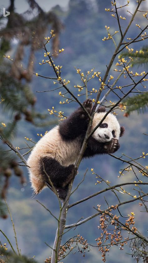 Opera Wallpaper, Bears Funny, Panda Facts, Baby Panda Bears, Love Panda, Raccoon Family, Wild Animals Photos, Giant Pandas, Kawaii Panda