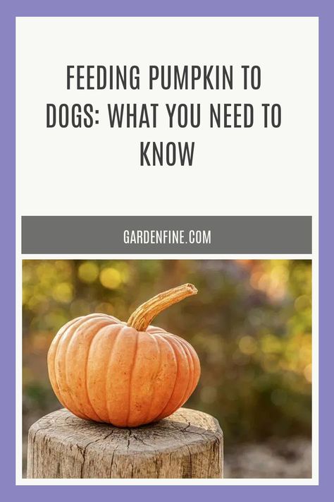 Pumpkins can be fed to dogs, but you must be careful about which parts you give them. As you may have guessed, they’re considered a “superfood” for dogs and How Much Pumpkin To Give Dogs, Cooking Pumpkin For Dogs, Pumpkin For Puppies, Canned Pumpkin For Dogs, Pumpkin Recipes For Dogs, Pumpkin For Dogs, Can Dogs Eat Pumpkin, Inside Of A Pumpkin, Pumpkin Pulp