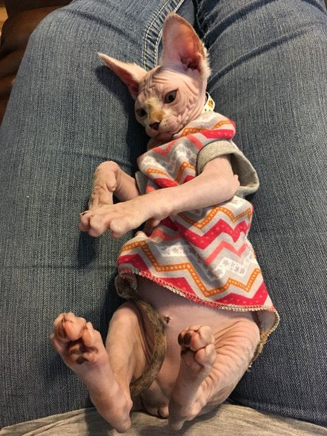 "This listing is for kitten size only cotton Jersey shirts. I have shown some of the samples in fleece to show fit. All cottons in my shop have been preshrunk so, no worries on your end. If you have no time to wait for a custom order please see my same day shipping kitten sweaters under the tap \"Kitten Size RTS\". They are made with an average weight cotton jersey with a touch of Lycra for superior stretch and recovery. It is great for most conditions, after bath, keeping the chill of an air co Wallpaper Silly, Pfp Silly, Cute Hairless Cat, Kitten Sweater, Hairless Cats, Sphynx Cats, Sphinx Cat, Cat Things, Beautiful Kittens