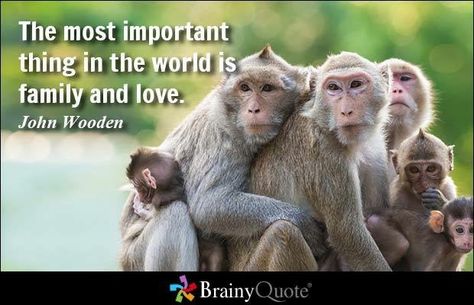 John Wooden Quotes, Family Stock Photo, Monkey Pictures, Live Animals, Monkey Business, Baby Monkey, Picture Captions, Wildlife Animals, Primates