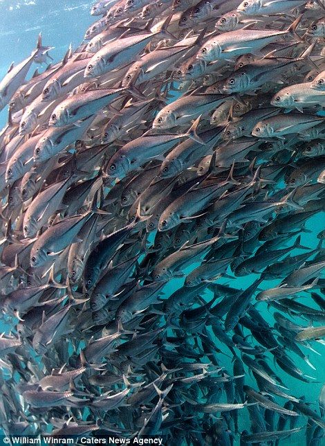 A school of fish swimming past in the Cabo Pulmo marine protected area in Baja California Fishes In The Sea, Fishes Swimming, Schooling Fish, Fish School, Fish Cakes Recipe, Fish Pictures, Tattoo Wallpaper, Swimming Fish, Fish In The Sea