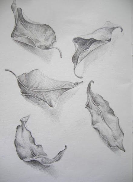 Charchol Sketch, Leaves Drawing Sketches, Leave Sketch, Leafs Drawings, Leave Drawing, Sketch Leaves, Leaf Sketch, Drawing Leaf, Drawing Leaves