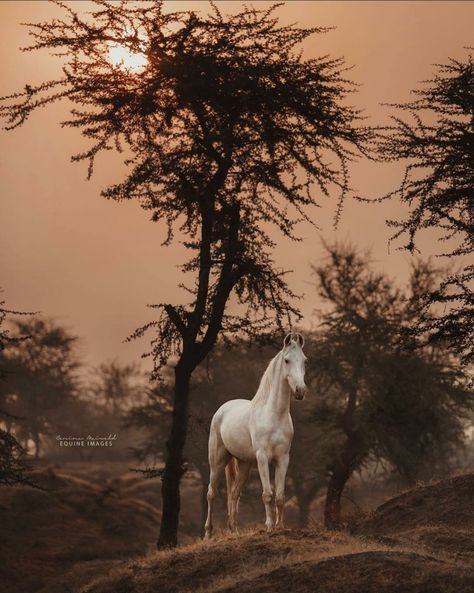 Horse In Desert, Desert Hills, Marwari Horses, Scenery Photos, Horse Wallpaper, Gorgeous Scenery, All The Pretty Horses, Rare Breed, Horse Equestrian