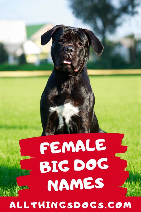 Our favorite female Big Dog Names are definitely Gula and Nala. Gula meaning glutton is Spanish and Nala inspired from the strong, sassy Lion King character. Read on to find more interesting big dog names.  #femalebigdognames #bigdognames #femaledognames Strong Female Dog Names, Rottweiler Dog Names, Big Dog Names, Rottweiler Names, King Character, Dog Names Unique, Big Dog Clothes, Staffy Dog, Girl Dog Names