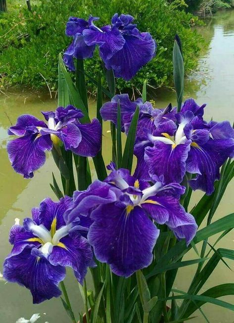 Purple Flower Names, Purple Iris Flowers, Have Inspiration, Purple Iris, Iris Flowers, Exotic Flowers, Flowers Nature, Beautiful Blooms, Flower Pictures