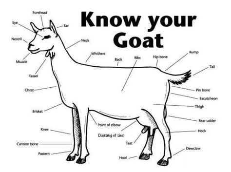 Anatomy of the goat. use for 4 -h | Goat Shows; 4H; FFA | Pinterest Goat Anatomy, 4h Goats, Backyard Goats, Goat Ideas, Livestock Judging, Goat Health, Keeping Goats, Animal Enrichment, 4h Projects