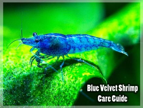 Blue Velvet Shrimp - Care Guide Blue Dream Shrimp, Tank Pets, Pet Shrimp, Blue Shrimp, Freshwater Shrimp, Red Cherry Shrimp, Aquarium Shrimp, Cherry Shrimp, Betta Aquarium