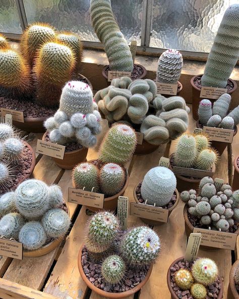 Cactus Garden Landscaping, Kinds Of Cactus, Lithops Succulents, Garden Sayings, Stone Cactus, Garden Landscaping Design, Plant Vibes, Succulent Landscape, Cactus Collection