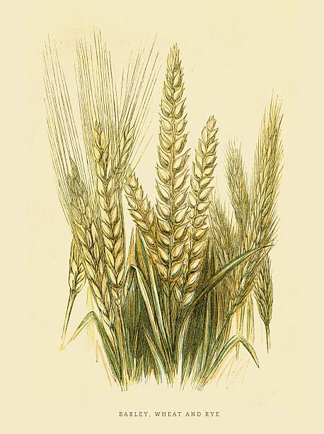 Barley Drawing, Barley Illustration, Wheat Illustration, Rye Grain, Food Foraging, Sacred Scripture, Botanical Illustration Vintage, Poster Size Prints, Zoology