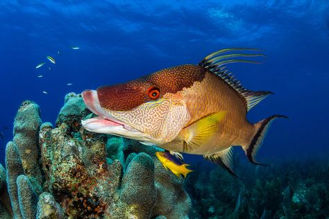 Hog Fish, Cleaning Station, Station Photo, Ocean Images, Lion Fish, Arctic Ocean, Vibrant Eyes, Image Bank, Aquatic Animals