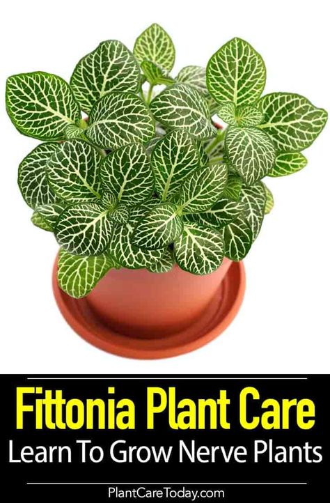 The Fittonia plant (nerve plant) a lovely houseplant, deep green leaves, decorative veining, grows well in terrariums, hanging baskets, desk Fittonia Plant, Cool House Plants, Types Of Houseplants, Nerve Plant, Snake Plant Care, Psychological Effects, Plants Care, Houseplant Care, Plant Care Houseplant