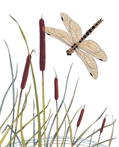 Swamp Plants, Skulls Animal, Glass Cloches, Dragonfly Artwork, Dragonfly Images, Dragonfly Drawing, Dragonfly Painting, Watercolor Dragonfly, Halloween Watercolor