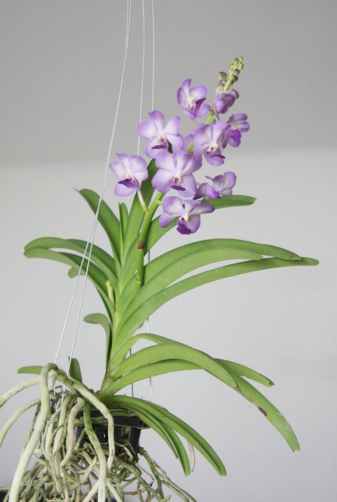 By Bonnie L. Grant Vanda orchids produce some of the more stunning blooms in the genera. This group of orchids is heat loving and native to tropical Asia. In their native habitat, Vanda orchid plants hang from trees in nearly soilless media. It is important to mimic this condition as much as possible when growing… Orchid Propagation, Orchid Varieties, Vanda Orchids, Types Of Orchids, Growing Orchids, Orchids Garden, Orchid Flowers, Orchid Care, Phalaenopsis Orchid