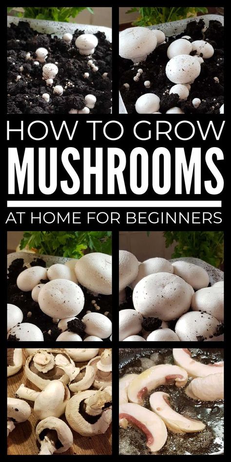 Regrow Mushrooms, How To Grow Mushrooms At Home, Mushroom Farming At Home, Farming Mushrooms, Growing Truffles, Growing Morel Mushrooms, Growing Mushrooms Indoors, Grow Mushrooms At Home, How To Grow Mushrooms