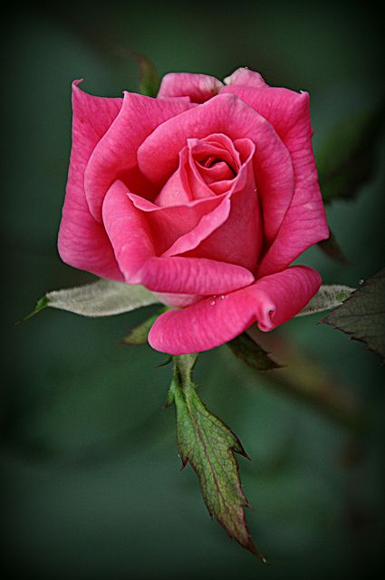 Double Pink Knockout Rose                                                                                                                                                      More Knockout Roses, Rose Belle, Rose Pictures, Hybrid Tea Roses, Most Beautiful Flowers, Beautiful Rose Flowers, Tea Roses, Flower Beauty, Flowers Nature