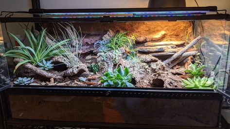 https://www.reddit.com/r/bioactive/comments/qeytcx/leopard_gecko_set_up/ Leopard Gecko Cage, Leopard Gecko Enclosure, Gecko Cage, Gecko Enclosure, Gecko Vivarium, Leopard Gecko Habitat, Leopard Gecko Tank, Leopard Gecko Care, Gecko Habitat