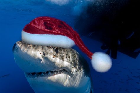 Christmas Shark Wallpaper, Silly Shark Photos, Shark Christmas Ornament, Christmas Shark, Cursed Emoji, Sharks Funny Memes, Merry Christmas And Happy Holidays, Funny Shark Memes Hilarious, Water Creatures