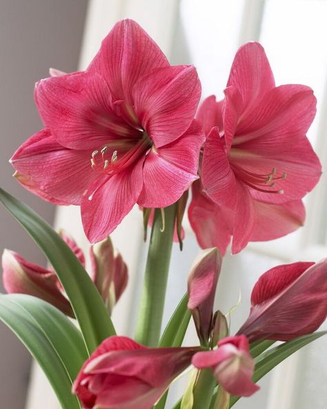 Color: Carmine Pink | Flower Type: Single | Hippeastrum Group: Galaxy | Price/Bulb: Rs.2850 | Price Validity: Autumn 2022 | Limited stock. BUY NOW before stock runs out. | Cash on Delivery available. Delivery in all major cities across Pakistan. | #amaryllis #amaryllisbulbs #hippeastrum Candy Cane Sorrel, Oxalis Versicolor, Agapanthus Blue, Amaryllis Plant, Gladiolus Bulbs, Amaryllis Flowers, Amaryllis Bulbs, Stock Flower, Tulip Bulbs