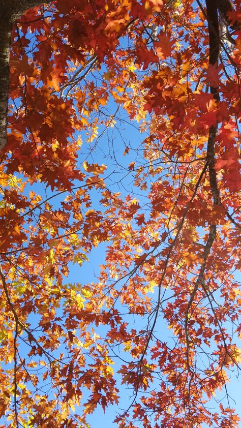 Autumn leaves and blue sky Blue And Orange Desktop Wallpaper, Autumn Trees Wallpaper, Gorillaz Albums, November Autumn, Autumn Wallpapers, Fall Backgrounds Iphone, Autumn Leaves Wallpaper, New Nature Wallpaper, Autumn Sky