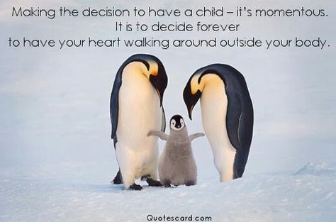 Making the decision to have Emperor Penguin Chick, Frans Lanting, Penguin Family, Emperor Penguin, Baby Penguins, Cute Penguins, Cute Animal Videos, Cute Animal Drawings, Wild Life