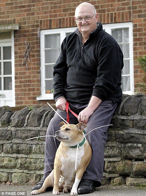 Blind dog can 'see' again after getting a set of extra-long plastic whiskers Dog Whiskers, Blind Dog, Staffordshire Bull Terrier, Old Dogs, Bull Terrier, Chihuahua, Blinds, Horses, Puppies