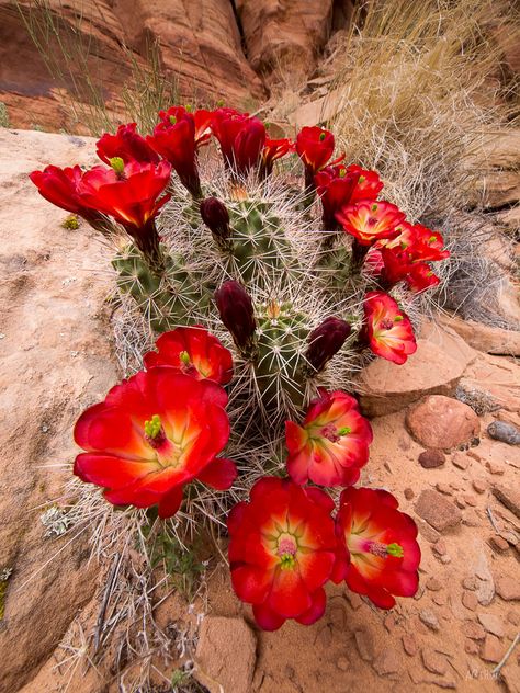 Hedgehog Cactus, Page Az, Technology Website, Cactus Planta, Plants Are Friends, Desert Garden, Natural Heritage, Cactus Flowers, Succulent Terrarium