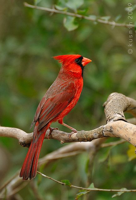 Northern Cardinal.I saw a cardinal just like this one earlier this evening.And I was really lucky this time because he stuck around for awhile.He even made it easier for me to photograph him because he was constantly walking closer to me.So therefore I cannot wait until tomorrow so that I can upload a really nice cardinal picture to the BEST OF MY PHOTOGRAPHY board. Cardinal Pictures, Northern Cardinal, Cardinal Birds, Airbrush Art, Red Bird, Red Cardinal, Backyard Birds, Bird Pictures, Exotic Birds