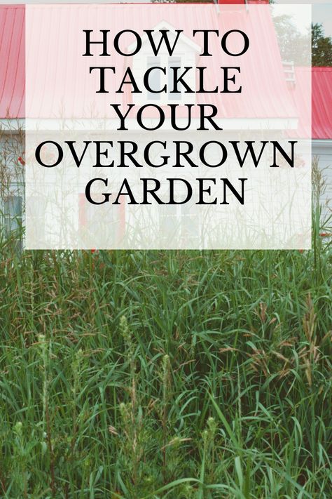 Here we discuss how you can cut back and get on top of your overgrown garden #overgrown #gardener #gardenmaintenance Over Grown Garden, Overgrown Backyard, Overgrown Landscape, Overgrown Landscaping, Garden Overgrown, Weeding The Garden, Overgrown Yard, Overgrown Backyard Makeover, Overgrown Garden