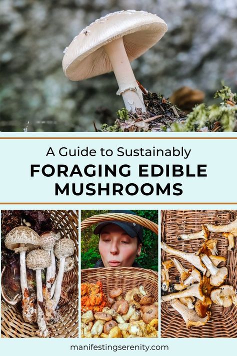 Graphic with 4 images of mushrooms and the title "A Guide to Sustainably Foraging Edible Mushrooms." Foraging Mushrooms, Mushroom Guide, Mushroom Foraging, Wild Foraging, Mushroom Varieties, Edible Mushrooms, Sustainable Community, Low Waste, Wild Edibles