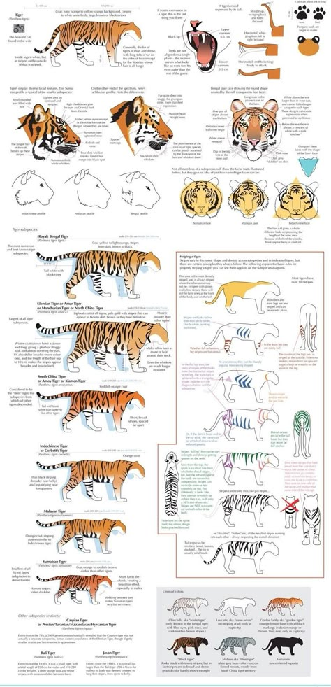 Feline Anatomy, Tiger Sketch, Tiger Drawing, Cat Anatomy, Cat Reference, Animal Study, Cat Pose, Animal Anatomy, 캐릭터 드로잉