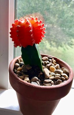 Lily's Indoor Jungle: Moon Cactus Care and Tips Moon Cactus Care, Dorm Plants, Indoor Cactus Plants, Flowers Types, Moon Cactus, Cactus House, Prettiest Flowers, Cactus Light, Cactus House Plants