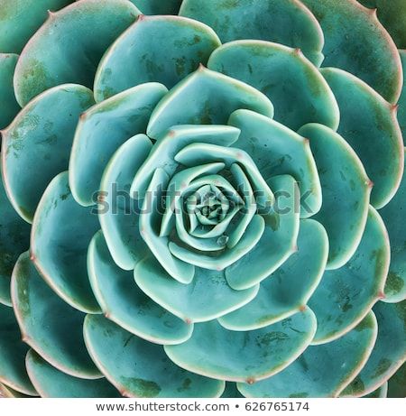 arrangement of the succulents or cactus succulents overhead or top view Poster Arrangement, Succulent Frame, Cactus Succulents, Lake Wall Art, Cactus Garden, Cactus And Succulents, Top View, Planting Succulents, High Quality Art Prints