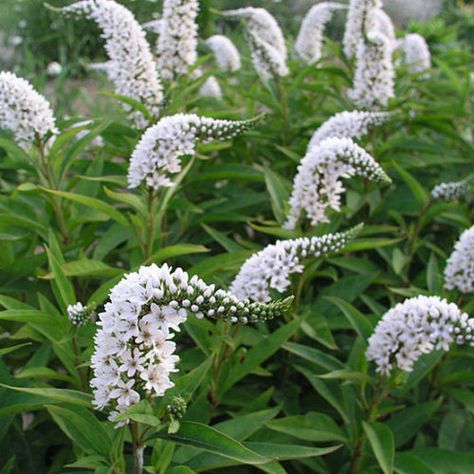 Gooseneck loosestrife - FineGardening Gooseneck Loosestrife, Ranch Landscaping, Hill Landscaping, Natural Landscaping, White Plants, Fine Gardening, Moon Garden, White Garden, White Gardens