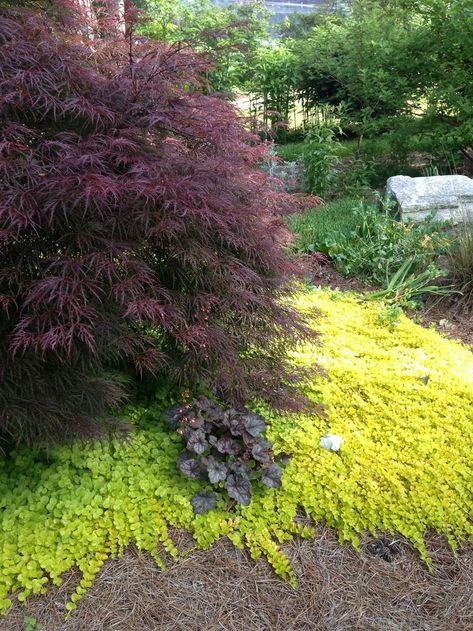 Garden Corner Ideas, Japanese Maple Garden, Lysimachia Nummularia, Corner Ideas, Garden Corner, Creeping Jenny, Garden Makeover, Landscaping Supplies, Have Inspiration