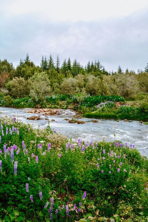 Iceland Lupines, Iceland Flowers, Purple Lupine, Lupine Flowers, Skeleton Flower, Wildflowers Photography, The Blue Lagoon, Iceland Reykjavik, Tarot Card Meanings