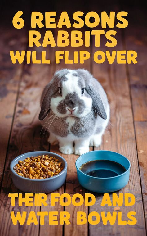 Find out why rabbits everywhere are flipping over these trendy food and water bowls 🐾🍴 #rabbitcommunity #bunnyfood #petlovers Rabbit Food List, Rabbit Waterer, Bunny Behavior, Rabbit Grooming, Pet Rabbit Toys, Rabbit Behavior, Bunny Pet, Rabbit Diet, Pet Rabbit Care