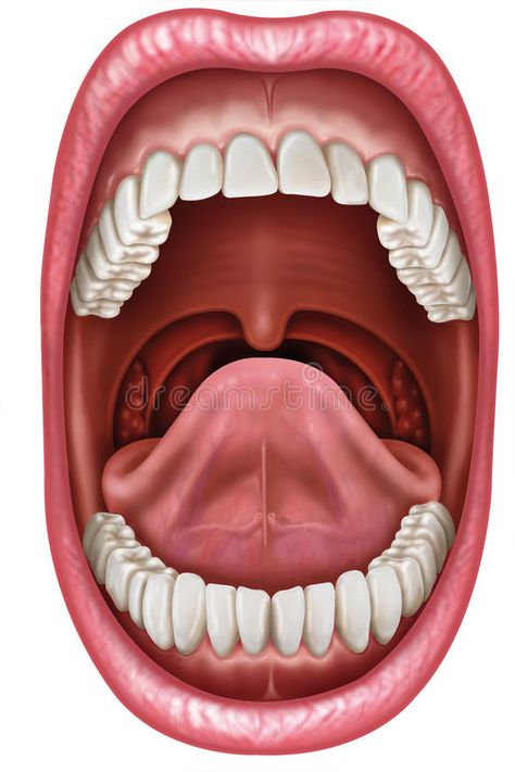 Anatomy mouth. Anatomy of an open mouth showing the component parts , #Ad, #open, #mouth, #Anatomy, #parts, #component #ad Mouth Anatomy, Teeth Images, Mouth Health, Health Chart, Tongue Health, Home Doctor, Tongue Tie, Healthy Diet Tips, Daily Health Tips