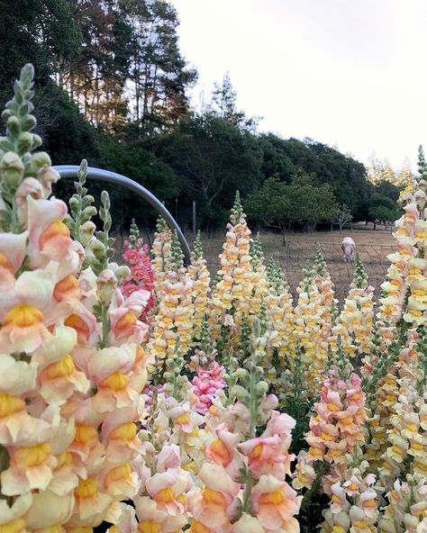 Feather flower farm on Instagram: “Thankful to spend time among the flowers🧡 . . . #featherflowerfarm #snapdragons #flowerfarm #farmerflorist #flowers #fallflowers…” Snapdragon Flowers, Hanging Craft Ideas, Hanging Craft, Cottage Garden Plants, New Paper, Cut Flower Garden, Line Flower, Wall Hanging Crafts, Feather Flower